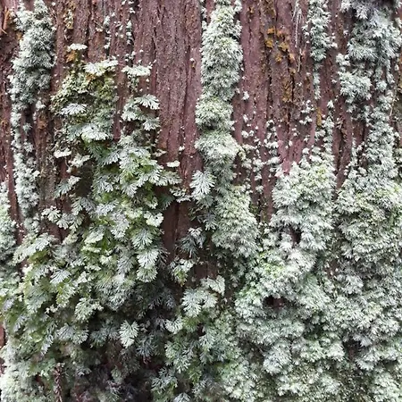 Apartment Vivenda Areias Vila Nova (Terceira)