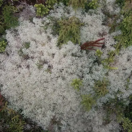 Vivenda Areias Vila Nova (Terceira)