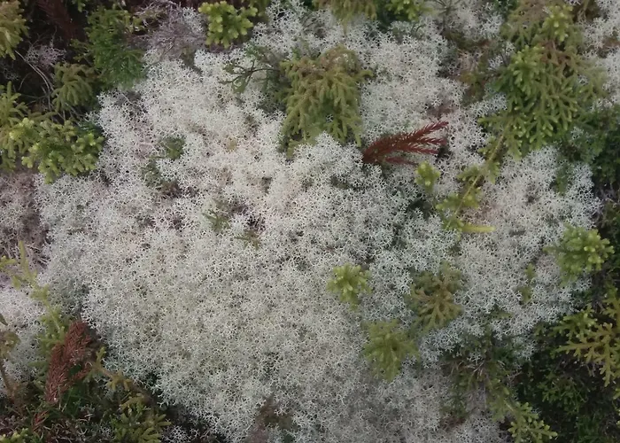 Vivenda Areias Vila Nova (Terceira)